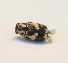 Pachybrachis tridens thumbnail 3