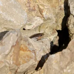 Prairie Skink thumbnail 2