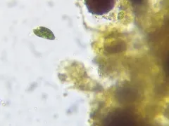 Phacus orbicularis thumbnail 4