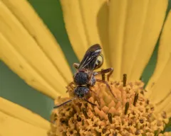Daisy Nomad Bee thumbnail 2