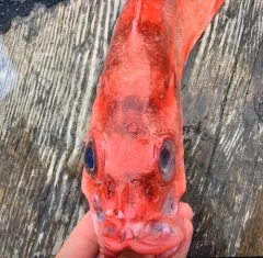 Pacific Ocean Perch thumbnail 4