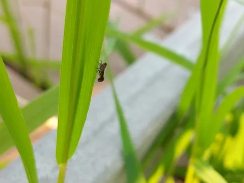 Nothodelphax slossonae