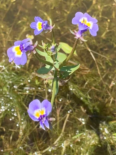 Doublehorn Calicoflower