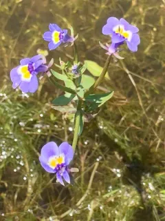 Doublehorn Calicoflower thumbnail 1