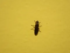 House Windowfly thumbnail 4