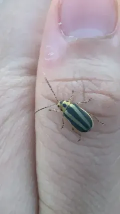 Groundselbush beetle thumbnail 1