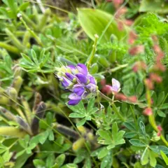 Nootka Lupine thumbnail 3