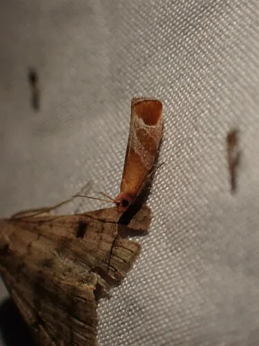 Epinotia madderana