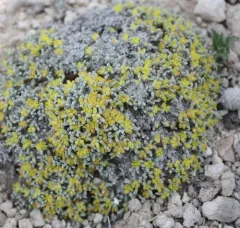 Singlestem Buckwheat thumbnail 4
