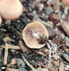 Gymnopus impudicus thumbnail 3