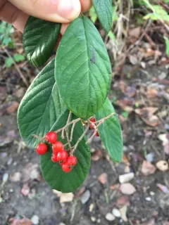Late cotoneaster thumbnail 2
