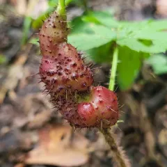 Diastrophus turgidus thumbnail 4