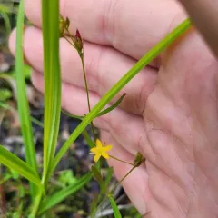 Canada St. John's wort thumbnail 1