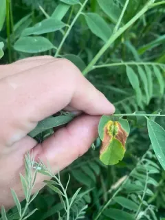 Uropyxis amorphae thumbnail 1
