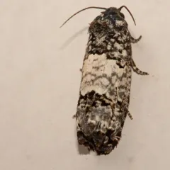 Gray-blotched Epiblema Moth thumbnail 3