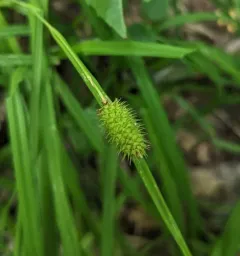 cattail sedge thumbnail 4