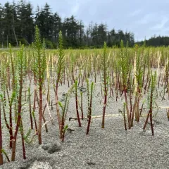 Common Mare's Tail thumbnail 3
