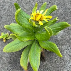 Seabeach Groundsel thumbnail 3