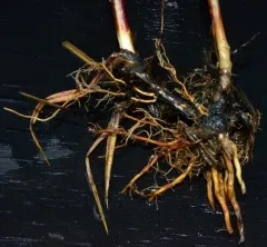Lyngbye's sedge thumbnail 2