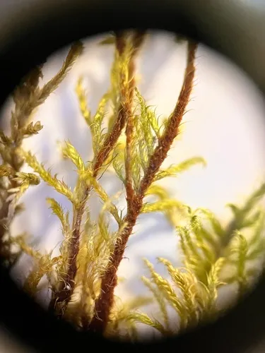 Tomentypnum falcifolium
