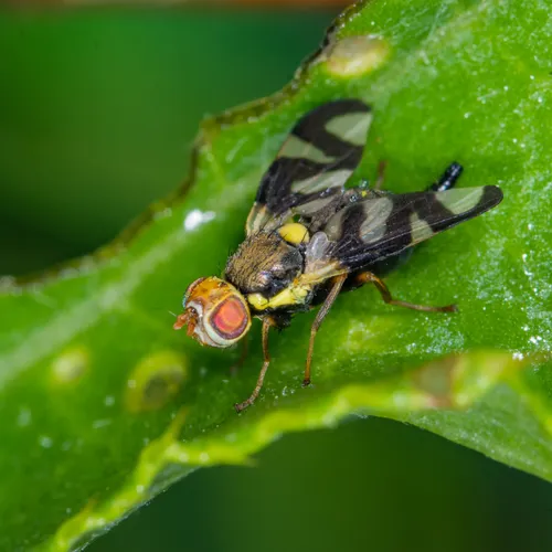 Thistle Stem Gall Fly