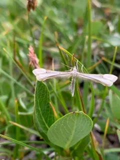 Alberta Pale Plume Moth thumbnail 1