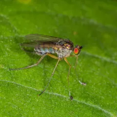 Dolichopus dakotensis thumbnail 4