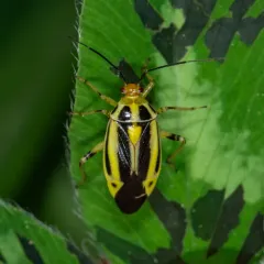 Four-lined Plant Bug thumbnail 2