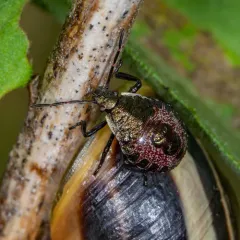 Spiny Shield Bug thumbnail 2