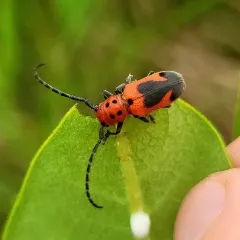 Blackened Milkweed Beetle thumbnail 4