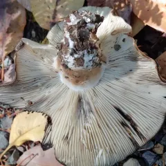 Blackening Russula thumbnail 4