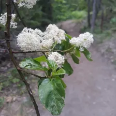 redstem ceanothus thumbnail 3