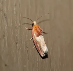 Epinotia johnsonana thumbnail 4
