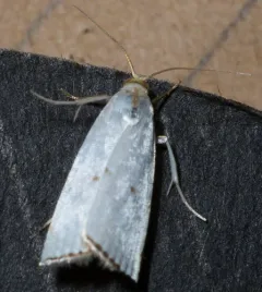 Northern Milky Argyria Moth thumbnail 2