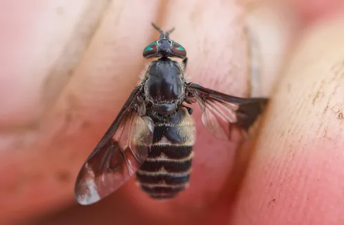 Chrysops zinzalus