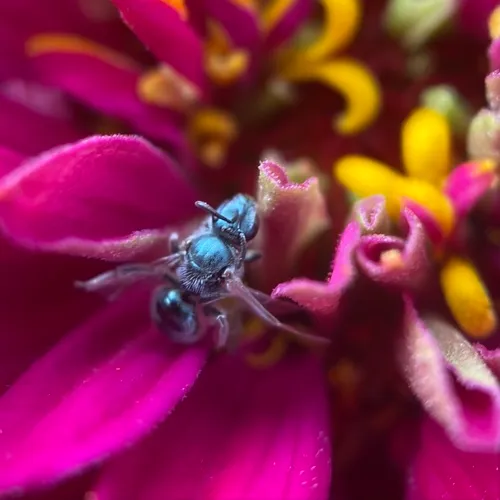 hoary sweat bee