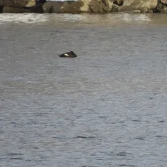 White-winged Scoter thumbnail 3