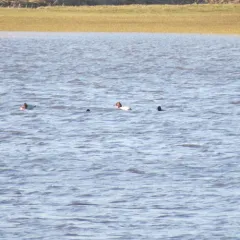 Canvasback thumbnail 2