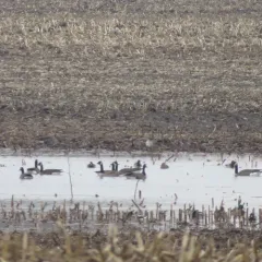 Greater White-fronted Goose thumbnail 2