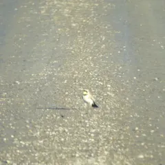 Horned Lark thumbnail 4