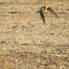 Northern Harrier thumbnail 3