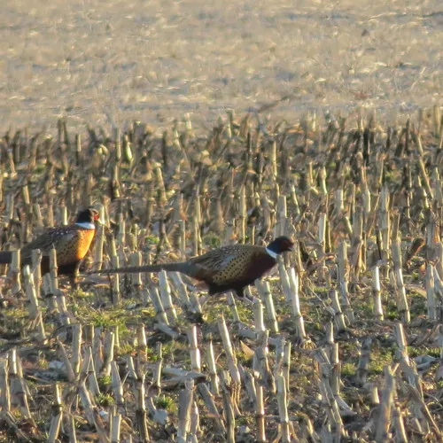 Ring-necked Pheasant