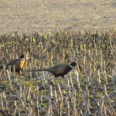 Ring-necked pheasant