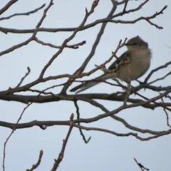 Northern Mockingbird thumbnail 4