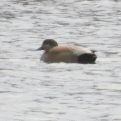 Gadwall thumbnail 2