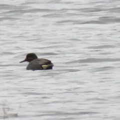 Green-winged Teal thumbnail 4