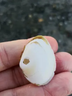 Pointed Macoma thumbnail 1