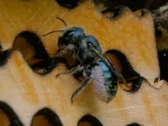 Texas Mason Bee thumbnail 2