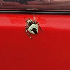 Humpbacked Orbweaver thumbnail 4