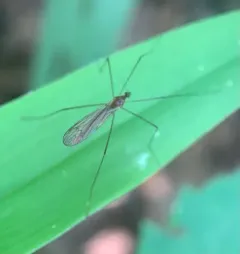 Pilaria tenuipes thumbnail 3